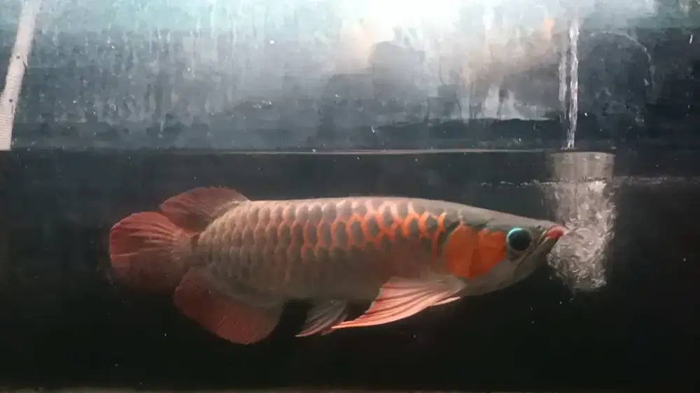 Ikan arwana super red