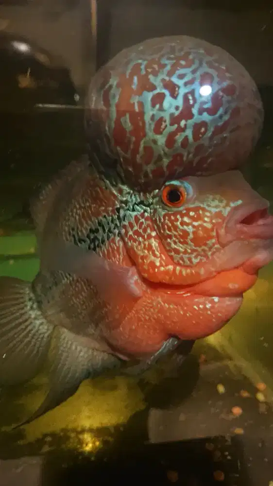 Louhan Srd bodi semok