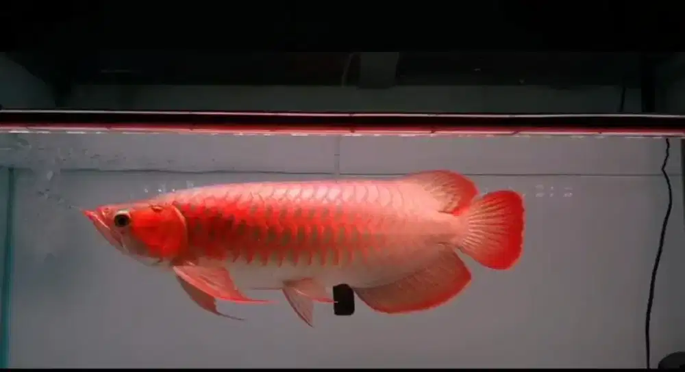 Arowana SR ITL size 45cm