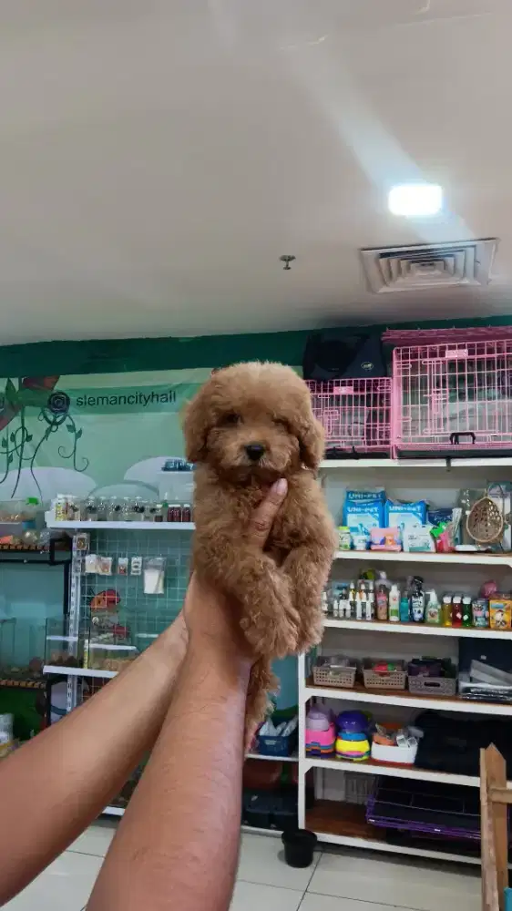 Toy Poodle murah