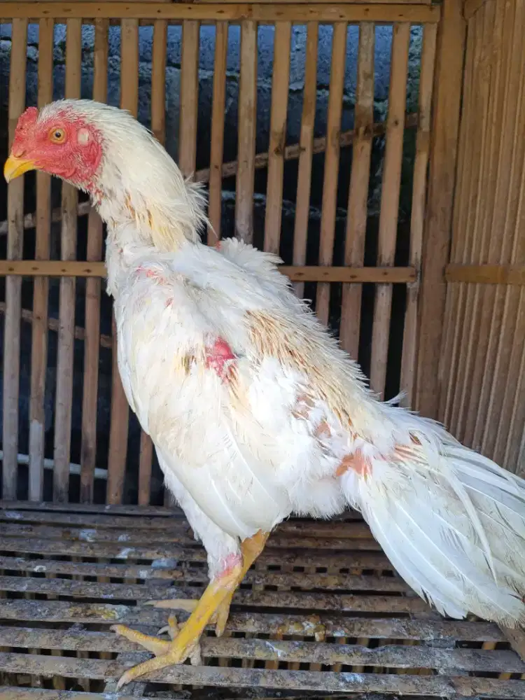 AYAM bangkok plucker