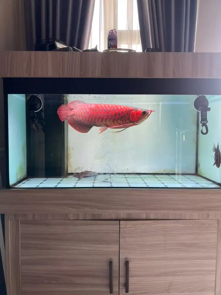 Ikan Arwana Super Red Merah Merona 43cm