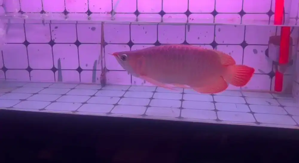 Arowana Super Red SB/SSB Size 32cm