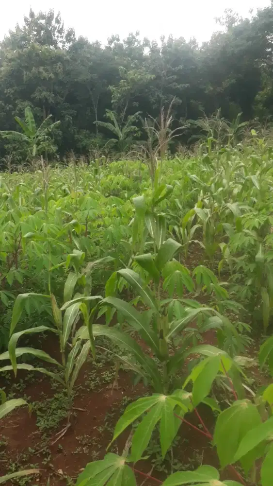 Jual Murah ,Tanah produktif