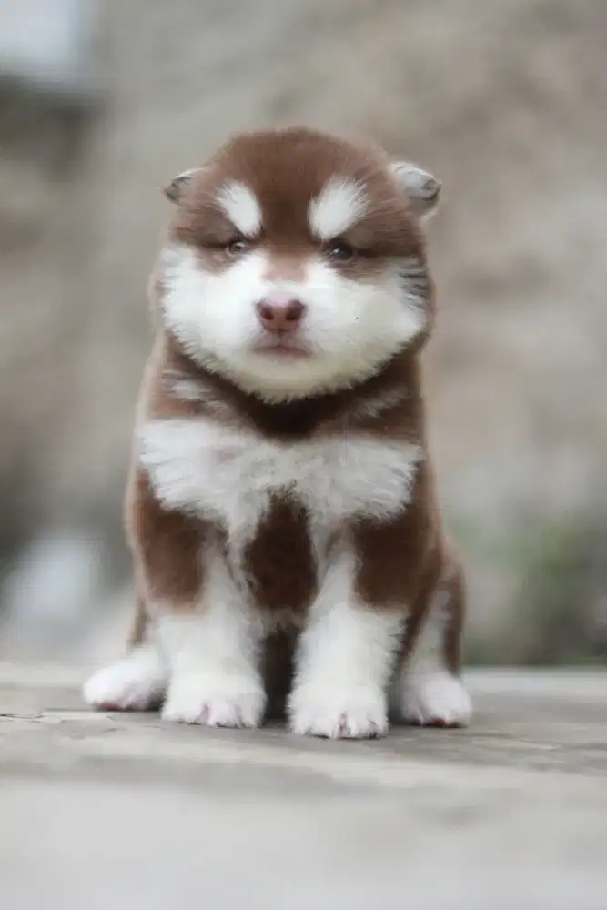 Puppy Alaskan Malamute Betina