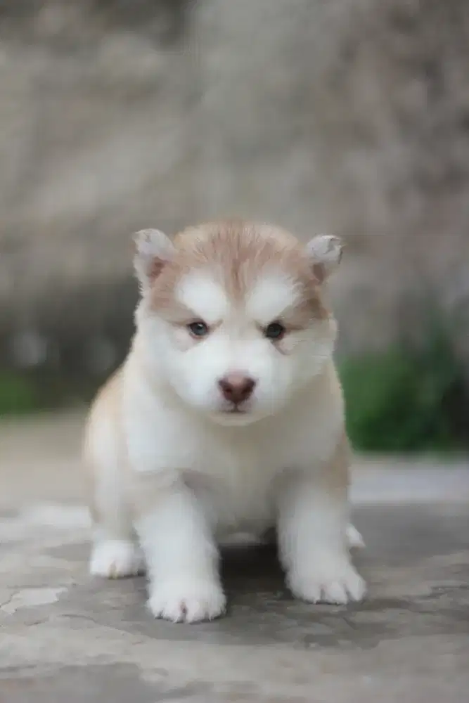 Alaskan Malamute Betina Puppy