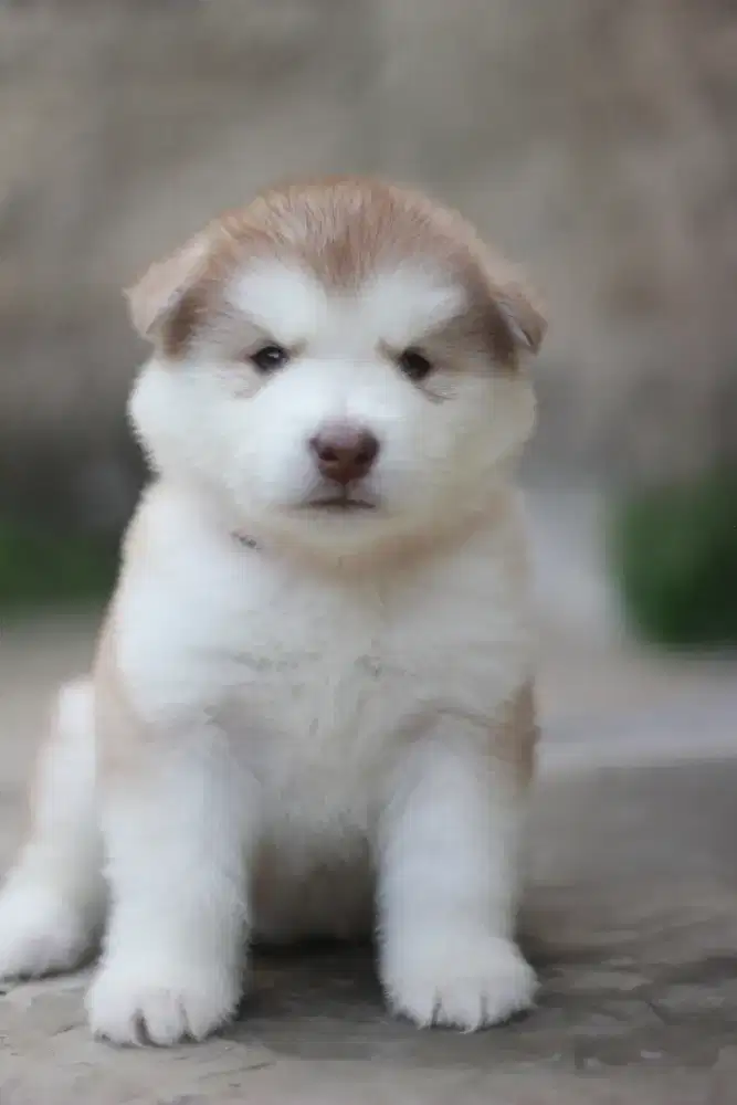 Open Booking Alaskan Malamute Puppy Betina