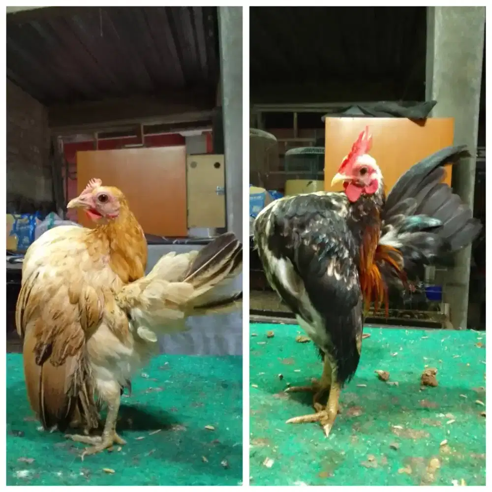 Ayam serama sepasang lagi angkrem 8butir