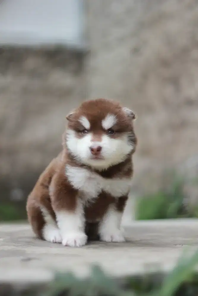 Alaskan Malamute Puppy Betina