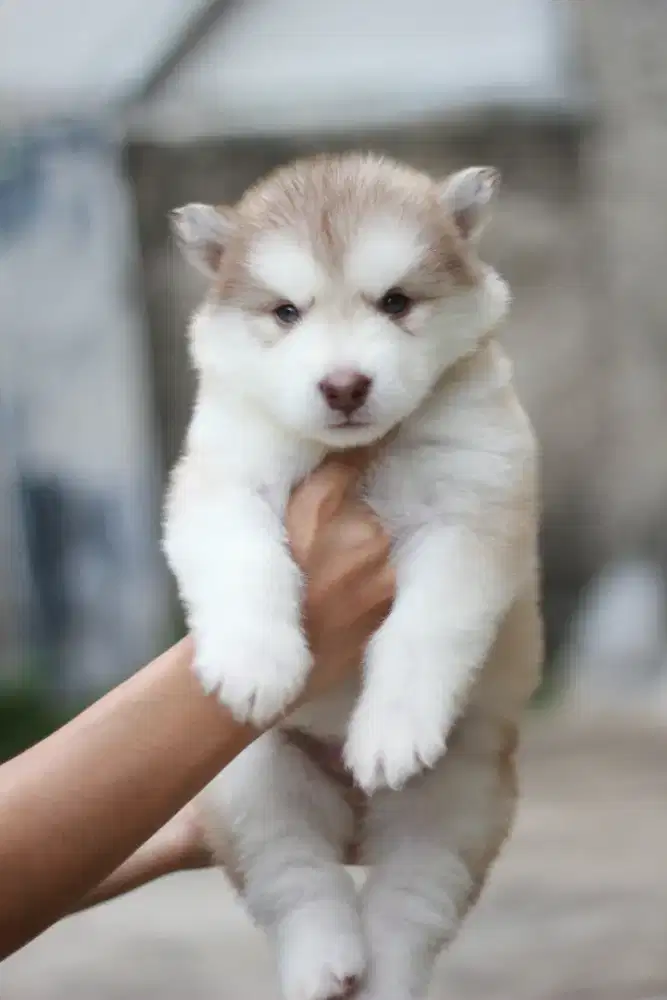 Alaskan Malamute Female Puppy