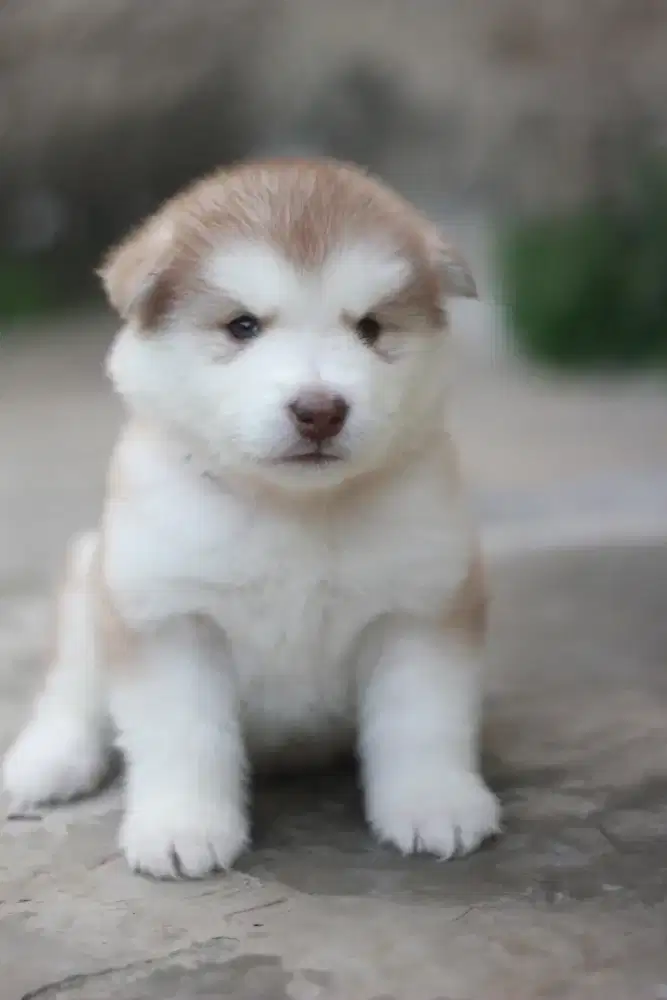 Alaskan Malamute Puppy