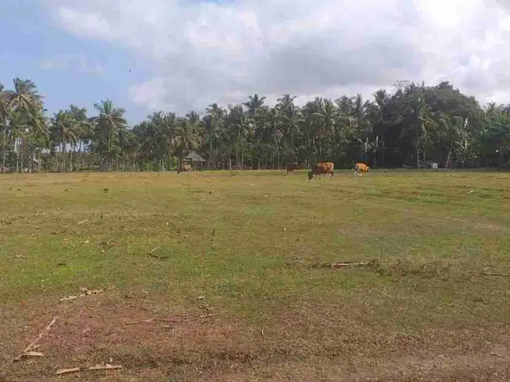 Tanah Strategis Pinggir Pantai Jembrana Lebar 180 Meter