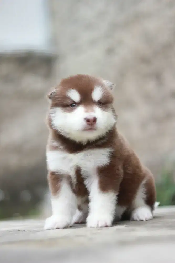 Puppy Alaskan Malamute Female