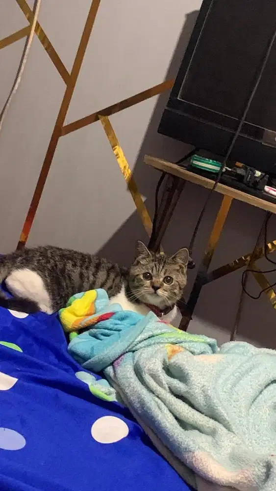 Lepas Adop Murmer ajaa!!