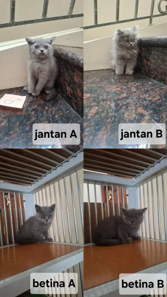 Kitten anak kucing BSH