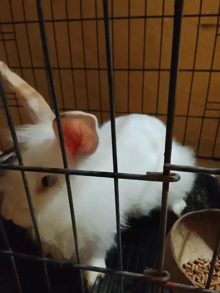 Kelinci Sehat Dewasa