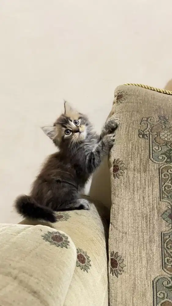 Kucing persia flatnose kitten