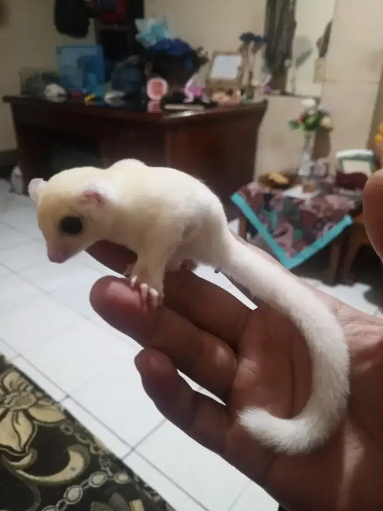 Sugar glider joy cremino