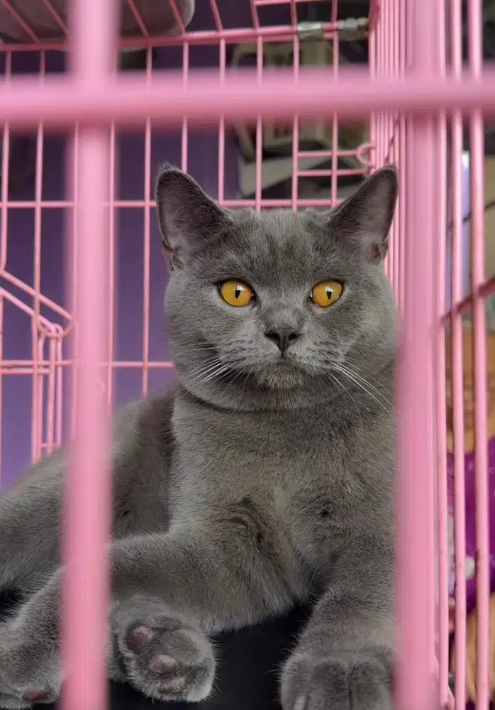 KUCING BRITISH SHORTHAIR JANTAN