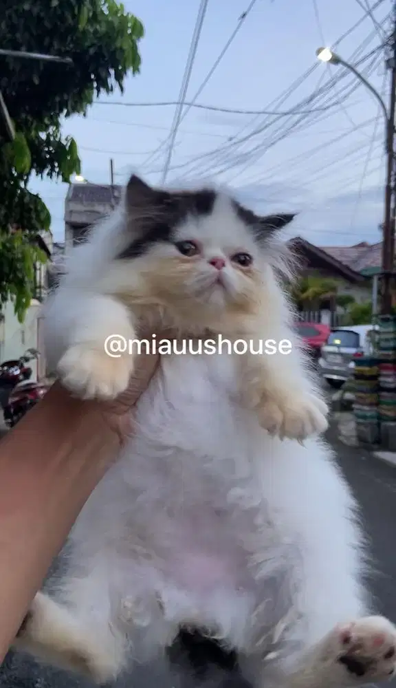 KITTEN PEAKNOSE LONGHAIR SUPER