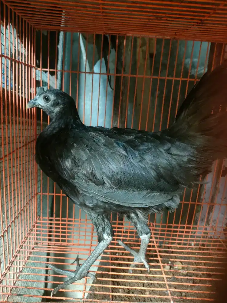 Ayam bekisar cemani betina umur kurang lebih 5-6 bulan