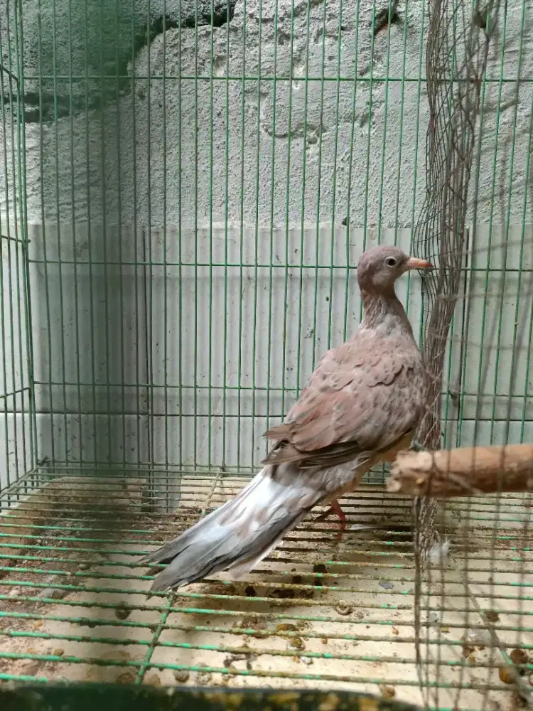 Burung derkuku Leopart betina janda