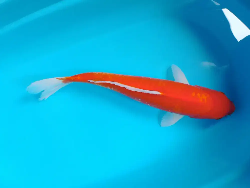 Koi jumbo jual borongan