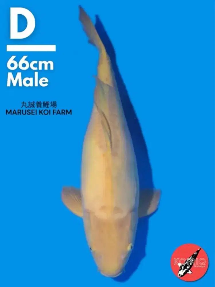 Koi jumbo jual borongan