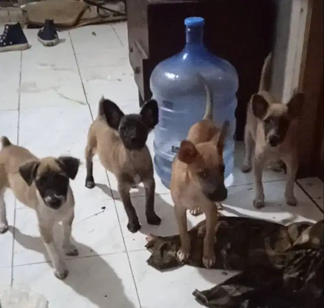 Jual anakan doggy Basque Shepherd mix usia 4 bulan.