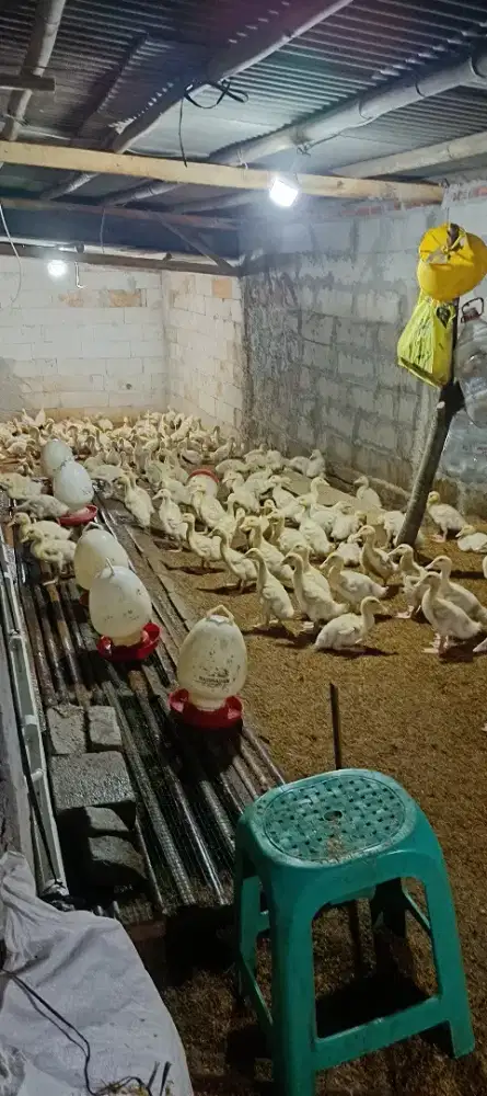 Bebek Peking Hibrida