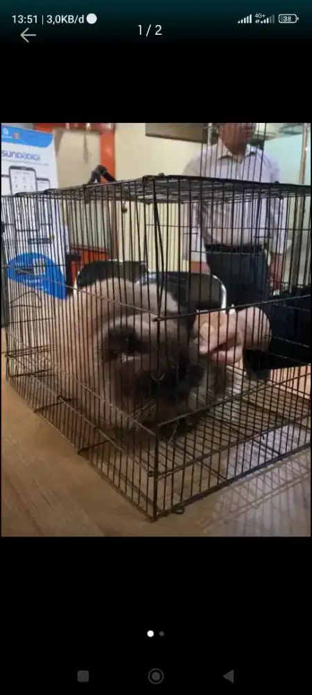 Kucing Himalaya Jantan