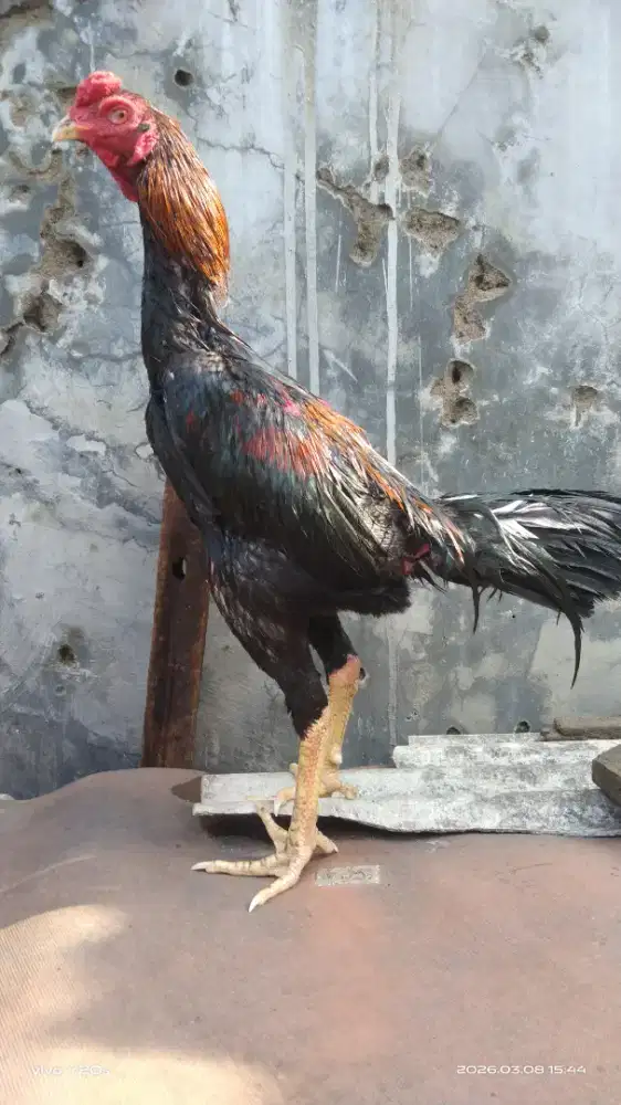 Ayam bangkok bagus