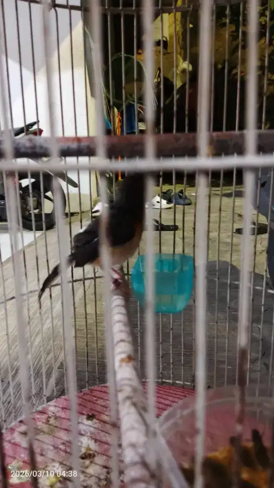 Jual cepat murai trotolan