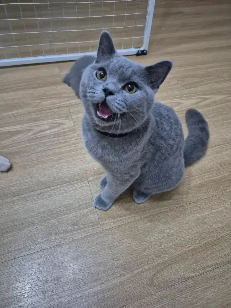 BSH Blue Jantan Nonped