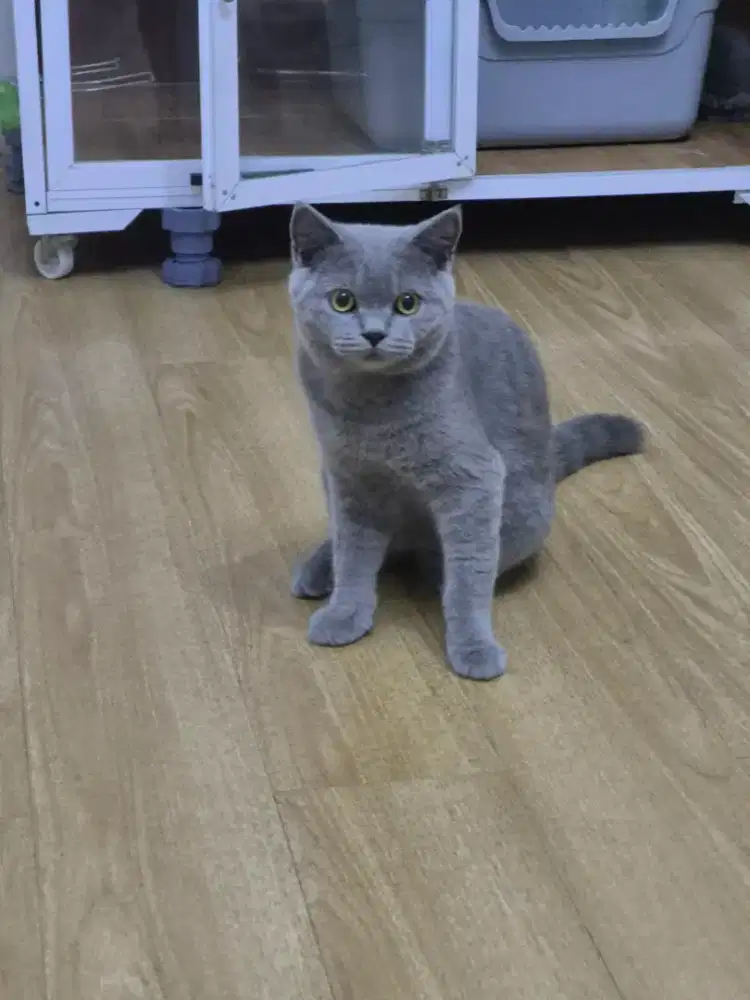 BSH Blue Jantan Nonped