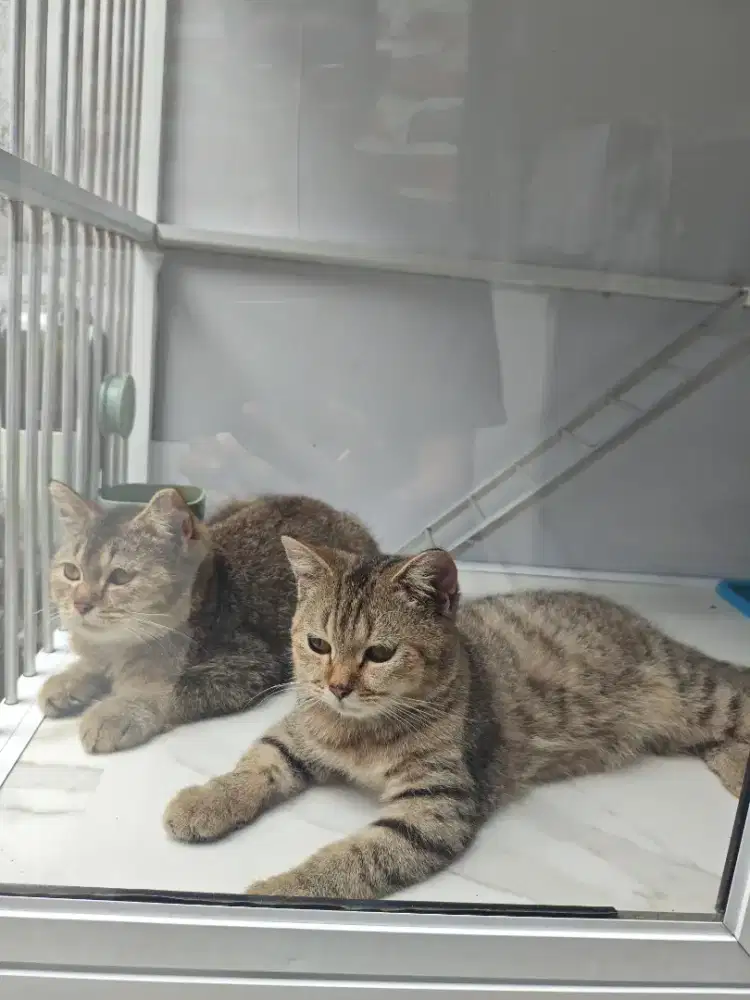 Kucing BSH Sepasang