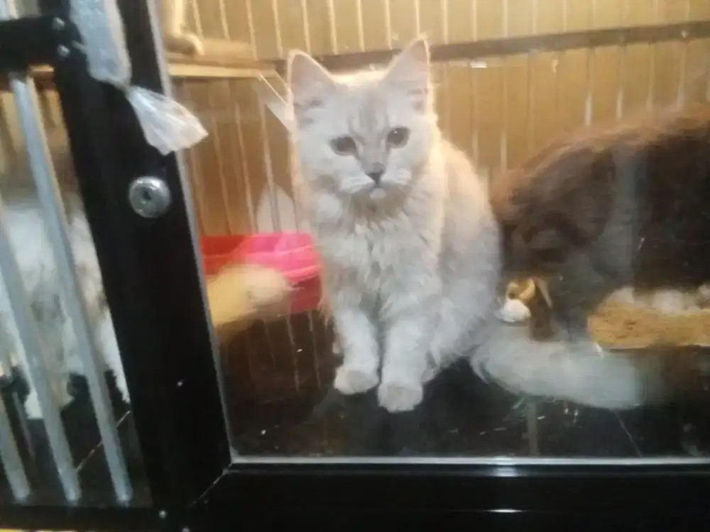 Kucing persia adopt