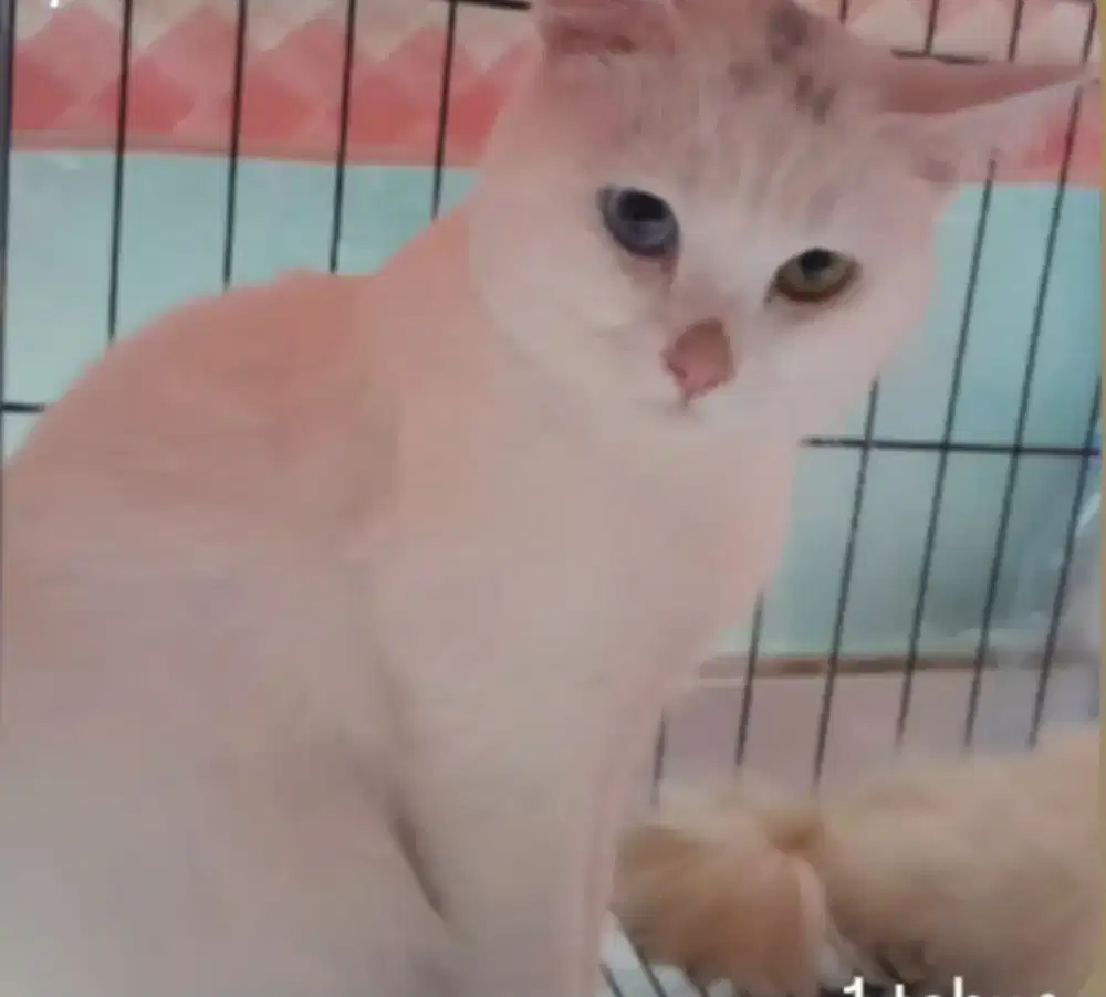 Kucing ras khao manee odd eyes