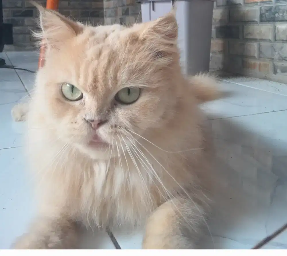 Kucing persia betina