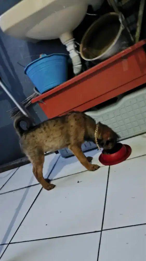 Jual Anjing Campuran ras Belgian Malinoa