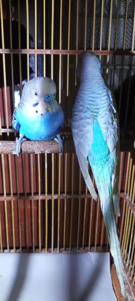 Parkit Jantan 2.ekor