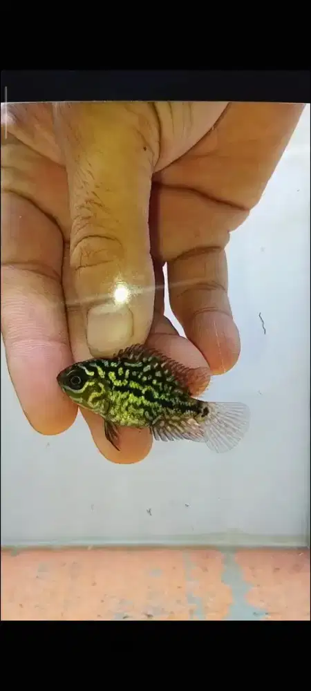 Ikan Louhan Kamfa 2 Thailand