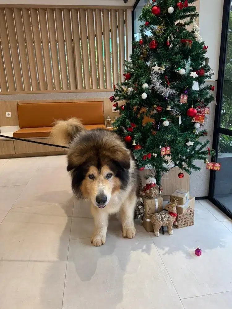 Kennel anjing malamute