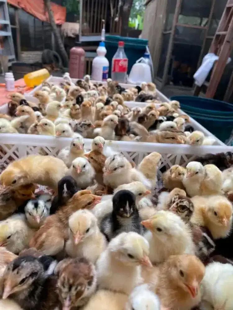 DOC Ayam KUB 2 Grade A