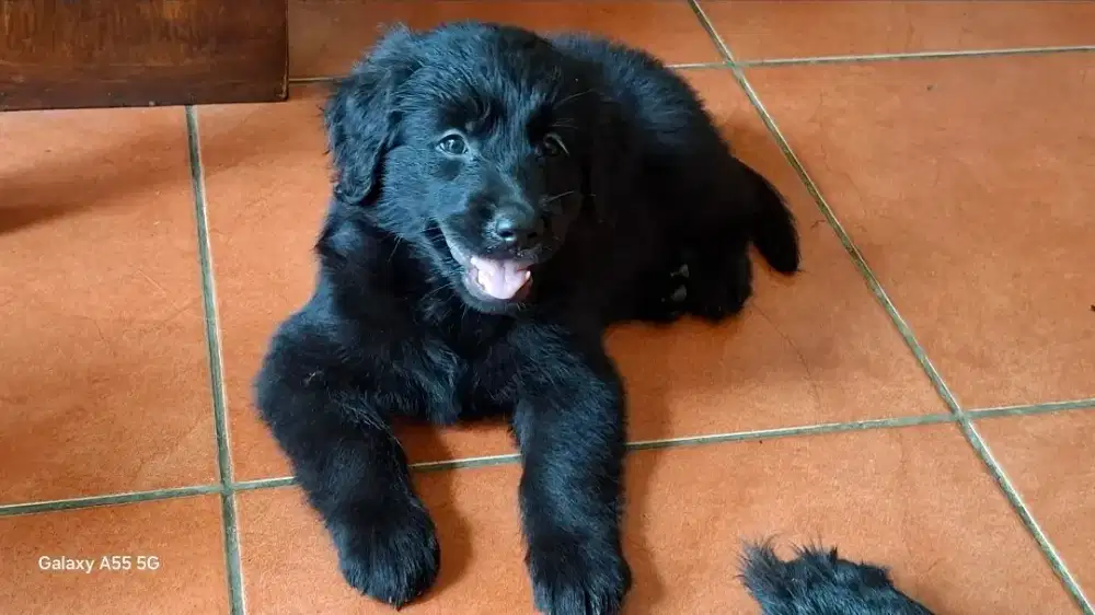 Golden retriver Hitam