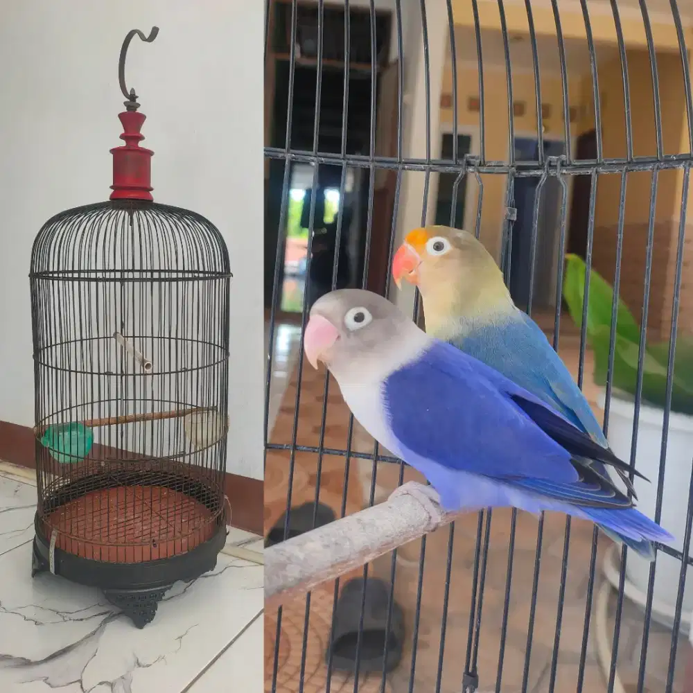 Lb pasangan produksi murah pb x violet