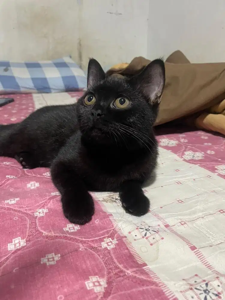 Kucing british shot hair