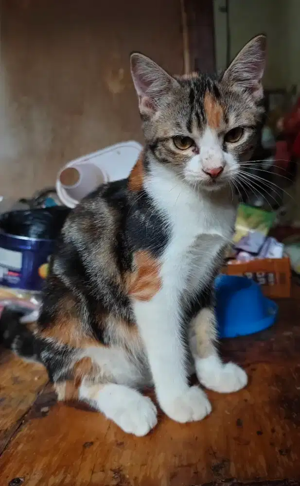 Free Adopt Kitten mix dome 4 bln