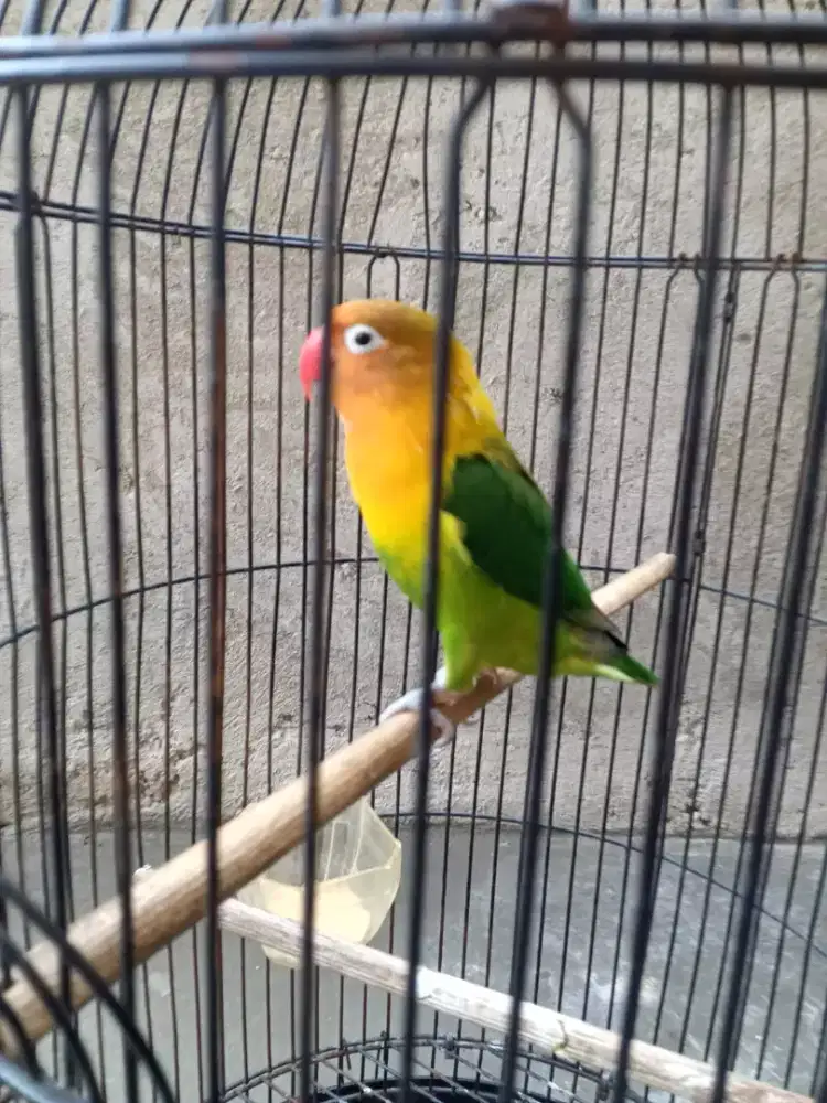 burung lovberd gacor durasi berisik