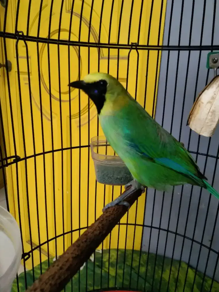 Burung kutilang hijau